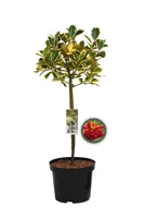 Bonte Hulst Golden King
