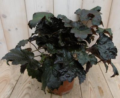 2 stuks! Heuchera Purperklokje donkerrood tot licht rood a zwart - Warentuin natuurlijk
