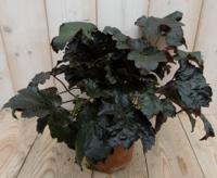 2 stuks! Heuchera Purperklokje donkerrood tot licht rood a zwart - Warentuin natuurlijk