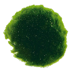 AquaVitaal CladoPhora 6 st. / Mosbol 6 stuks