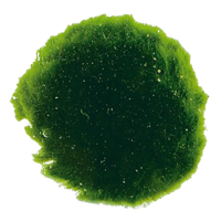 AquaVitaal CladoPhora 6 st. / Mosbol 6 stuks