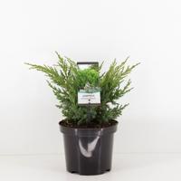 Juniperus chinensis blaauw 45 cm - Warentuin natuurlijk Juniperus chinensis blaauw 45 cm - Warentuin natuurlijk