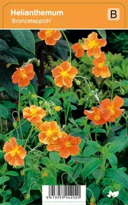 V.I.P.S. Helianthemum ''Bronzeteppich'' - zonneroosje P9