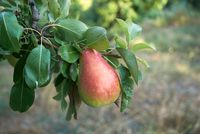 Hoogstam dikke Perenboom