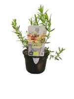 Puur kruiden Hyssopus officinalis - Hyssop biologisch