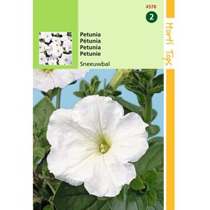 Hortitops - 2 stuks Petunia Hybr.Nana Comp. Sneeuwbal