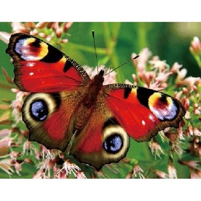 Dieren magneet 3D pauwoog vlinder