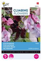 Flowering Dolichos lablab Violet - Buzzy