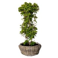 Planten/bloemen schaal - rotan gevlochten - D36 x H28 cm - terrasschaal - mand - riet