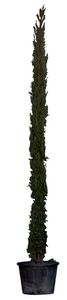 Italiaanse cipresboom 300 cm Cupressus semp. Pyramidalis 325 cm - Warentuin Natuurlijk