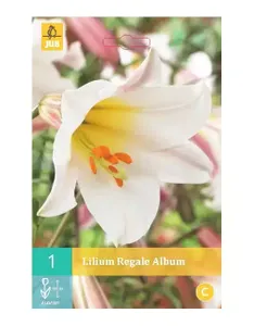 1 Lilium Regale