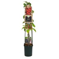 Framboos Rubus Malling Promise L 120 cm klimplant - thumbnail
