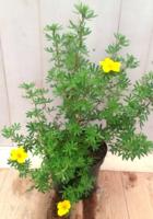 Potentilla geel Ganzerik Warentuin Natuurlijk - Warentuin natuurlijk