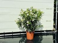 Witte Oleander - hoogte 80-100 cm