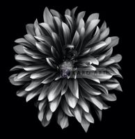 Karo-art Afbeelding op acrylglas - Dahlia Zwart-Wit
