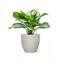 Plant in Pot Aglaonema Silver Bay 55 cm kamerplant in Baq Angle White 24 cm bloempot - thumbnail