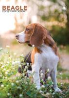Beagle A3 Kalender 2026