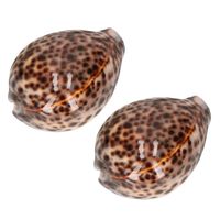 5x stuks decoratie tijgermossels schelpen 8 cm