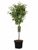 Sierappel Geel