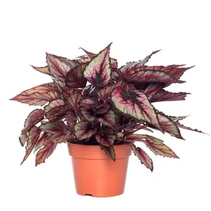 Kamerplant Begonia Beleaf Indian Summer ''Bladbegonia'' potmaat 21cm