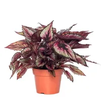 Kamerplant Begonia Beleaf Indian Summer ''Bladbegonia'' potmaat 21cm - thumbnail
