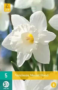 X 5 Narcissus Mount Hood