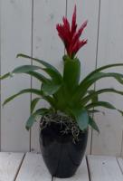 Bromelia zwarte/antraciete hoge pot 40 cm Warentuin Natuurlijk - Warentuin natuurlijk