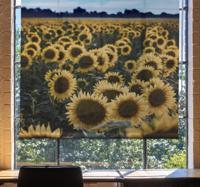 Rolgordijn bloemenprint Zon bloem veld
