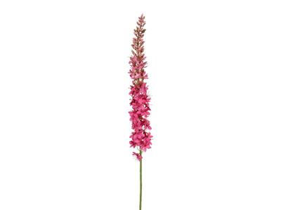 Eremurus l105 cm dk roze zijde nepbloem - Louis maes
