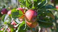 Patio appelboom - thumbnail