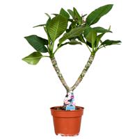 Plumeria Frangipani (Tempelboom vertakt) - P17