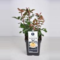 Grootbloemige roos (rosa "Winter Sun"®) - C5 - 1 stuks