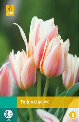 Tulipa Quebec, 5 bloembollen - Jub