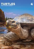 Schildpadden A3 Kalender 2026