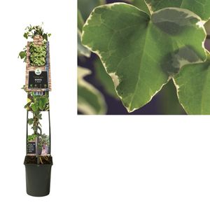 Klimplant Hedera h. Glacier 120 cm - Van der Starre