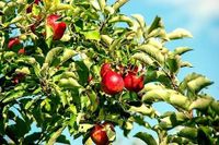 Appelboom - thumbnail