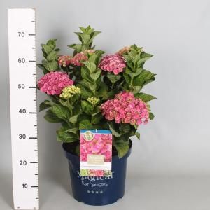 Hydrangea Macrophylla "Magical Coral Pink"® boerenhortensia - 40-50 cm - 1 stuks