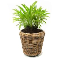 Planten/bloemen mand - rond - rotan - gevlochten riet - D55 x H47 cm - drypot