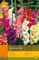 Gladiolus mix 10st bloembol zomer Gladiool JUB - Jub