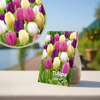 Tulpenbollen &apos;regenboogmix&apos; - 20 stuks