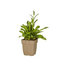 Echte koekoeksbloem vaste plant Griffioen - Griffioen