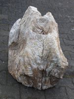 Fossiel Hout MA23-10, 60 cm