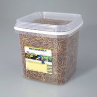 Suren Collection - Meelwormen 2.5 liter