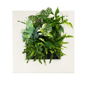 LivePicture GO Bamboo naturel, levend planten schilderij