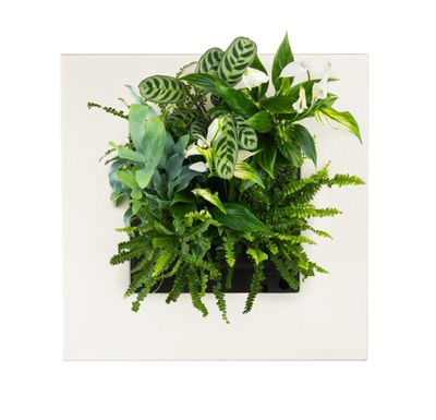 LivePicture GO Bamboo naturel, levend planten schilderij