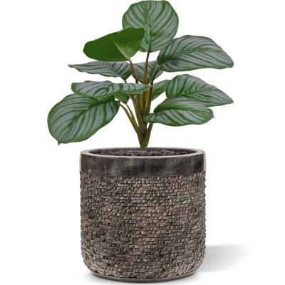Calathea Orbifolia kunstplant 30cm - groen/grijs