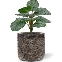 Calathea Orbifolia kunstplant 30cm - groen/grijs