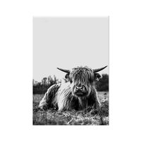 Schilderij Schotse Hooglander Liggend in het Gras, ZW White PVC 20x20 Geen Ophangplaat
