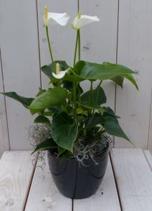 Flamingoplant Anthurium wit in zwarte/antraciete pot 40 cm - Warentuin Natuurlijk