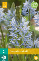 Camassia cusickii - Jub